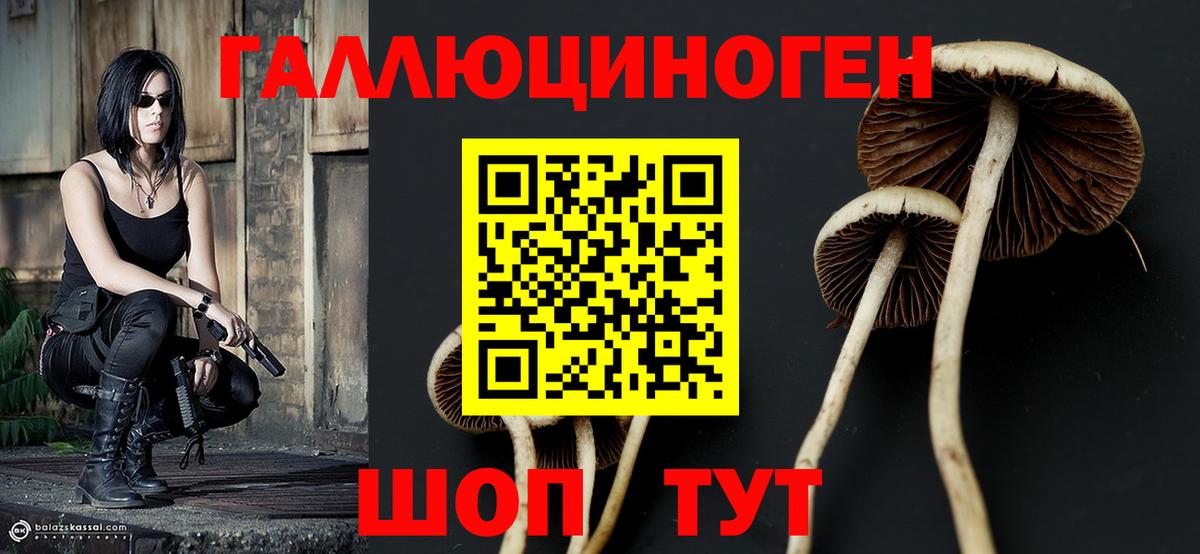 где найти наркотики  Галлюциногенные грибы Psilocybe  Вход с VPN  Тимашёвск 